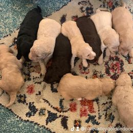 Goldendoodle Puppies from Blue Valley Goldendoodles