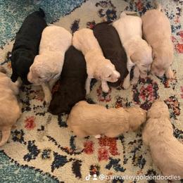 Goldendoodle Puppies from Blue Valley Goldendoodles