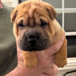 Puppy 2 - Red fawn male Chinese Shar-Pei puppy in Cave Creek, Arizona from Center Stage Shar-pei