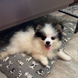 Vogue - Black and tan parti female Pomeranian puppy in Zionville, North Carolina from Shaner Poms