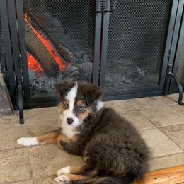 Miniature Australian Shepherd and Toy Australian Shepherd Puppies from Loyal Litters Toy Australian Shepherds