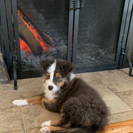 Miniature Australian Shepherd and Toy Australian Shepherd Puppies from Loyal Litters Toy Australian Shepherds
