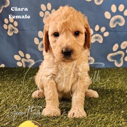Clara - Apricot female Goldendoodle puppy in Peyton, Colorado from Grace N Faith Doodles