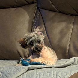 Coco - Shihpoo