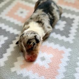 Hosta - Blue merle male Australian Shepherd puppy in Clover, South Carolina from Jo’s Aussies