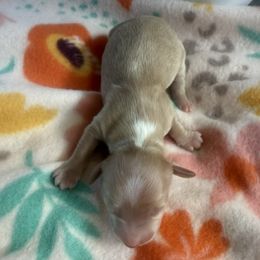 Thumper - Cream male Dachshund puppy in Lakecreek, Oregon from Forever Doxie
