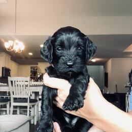 Light Pink - female Golden Mountain Doodle puppy in Leander, Texas from Olive Grove Doodles