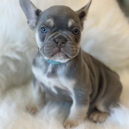 French Bulldog Puppies from L.A. French Paws