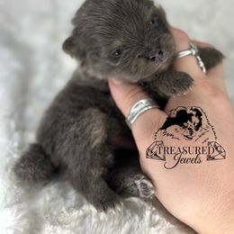 Boy 1 - Blue and tan male Pomeranian puppy in Willis, Texas from Treasured Jewels Pomeranians