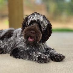Dobby - Australian Labradoodle