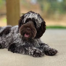 Dobby - Australian Labradoodle