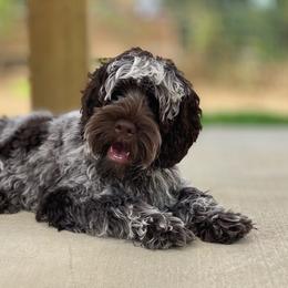 Dobby - Australian Labradoodle