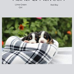 Tiana : Lime green Girl - Black, white and red female Greater Swiss Mountain Dog puppy in Rexburg, Idaho from Silver String Swissies