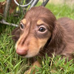 Robin - Chocolate and tan male Dachshund puppy in Argos, Indiana from TKO Doxies