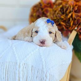 Cashmere - Yellow and white female Bernedoodle puppy in Russell Springs, Kentucky from 270 Doodles