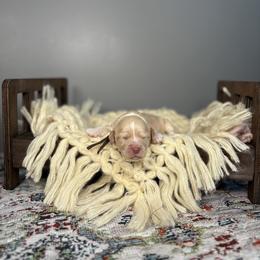Merrel - Caramel ice female Australian Labradoodle puppy in Decatur, Alabama from Southern Meadows Doodles