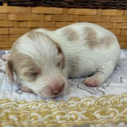 Rosita - Piebald female Dachshund puppy in Dobson, North Carolina from Oakleys Dachshund Haven