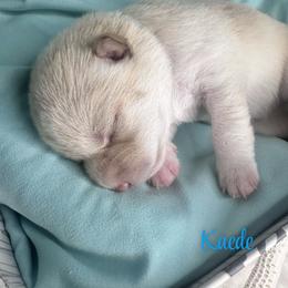 Kaede - Cream male Shiba Inu puppy in Inverness, Florida from Shore Thing Shiba’s