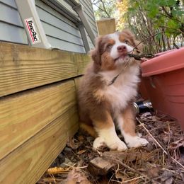 Australian Shepherd Puppies from Wild Atlantic  Aussies