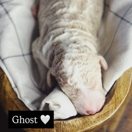 Ghost - Parti male Poodle puppy in Mars Hill, North Carolina from Hunter Farm