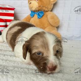 Miss. Yellow-5500 - Dapple female Dachshund puppy in Ocala/Gainesville, Florida from From the Heart Doxies