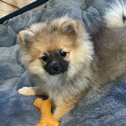 Otho - Pomeranian puppy in Odon, Indiana from Rocky Branch Poms