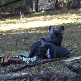 French Bulldog Puppies from Yukon Golden Retrievers and French Bulldogs
