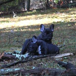 French Bulldog Puppies from Yukon Golden Retrievers and French Bulldogs