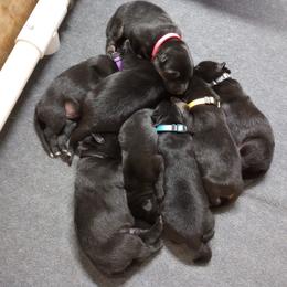 German Shepherd Puppies from Blanchard's Upstate Shepherds