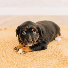 Sierra - Black tri female Miniature Australian Shepherd puppy in Enoch, Utah from Twisted H Aussies