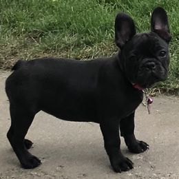 French Bulldog Puppies from Bully For You Kennels