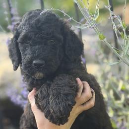 Romeo - Parti male Poodle puppy in St. Johnsbury, Vermont from Poodles of the Northern Woods