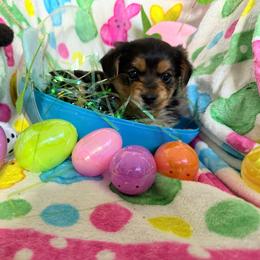 Peep 3 - Black and tan male Morkie puppy in Lawrenceville, Georgia from Georgias Finest Puppies