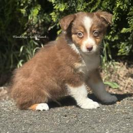 Snickers-Rtm1 - Red tri-color male Australian Shepherd puppy in Chehalis, Washington from Wandering Acres Ranch