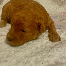 Max -AKC - Apricot male Poodle puppy in Cary, North Carolina from Happy puppies