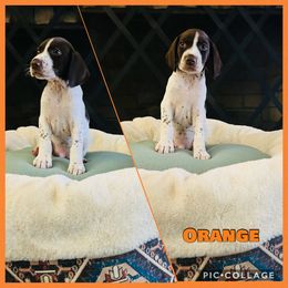 Orange - Liver male German Shorthaired Pointer puppy in Arkadelphia, Arkansas from Concordia
