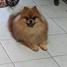 Taz - Pomeranian
