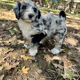 Bernedoodle and Goldendoodle Puppies from Central Texas Doodles, LLC.