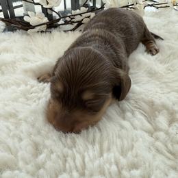 Bentley - Chocolate and tan male Dachshund puppy in Menifee, California from Dachshunds in SoCal