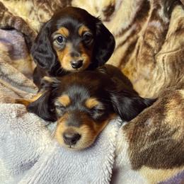 Dachshund Puppies from Rustic Dachshunds