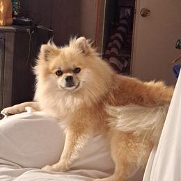 Cujo - Pomeranian