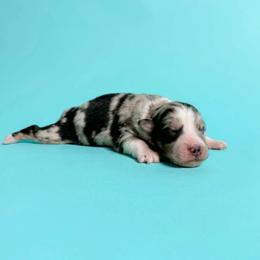 Sarah - Blue merle female Australian Shepherd puppy in Placerville, California from BFF Aussies