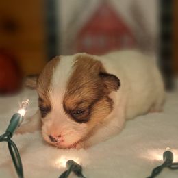 Cheeto - Sable and white female American Corgi puppy in Gouverneur, New York from St. Lawrence Corgis