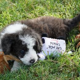 Yankee BMF dark - Blue merle female Aussiedoodle puppy in Lawton, Oklahoma from Lindsey’s Aussies
