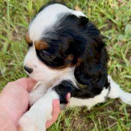 Video Trixie - Tri-color female Cavalier King Charles Spaniel puppy in Eatonton, Georgia from TNT Puppies