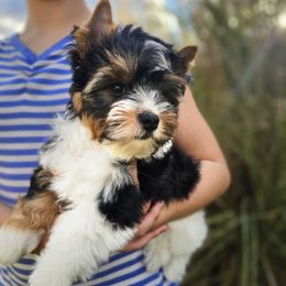 Pennywise - Black tan and white male Biewer Terrier puppy in Mercer County, New Jersey from Winter Grove