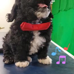 Aussiedoodle Puppies from Abbott Family Farm