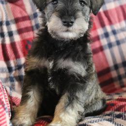 Teddy - Salt and pepper male Miniature Schnauzer puppy in Richardton, North Dakota from Crooked Tree Ranch