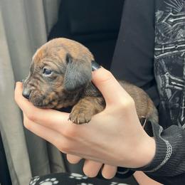 Charlie (Pink collar) - Brindle female Dachshund puppy in Saint Albans, Maine from Australian Cattle Cuties and littles