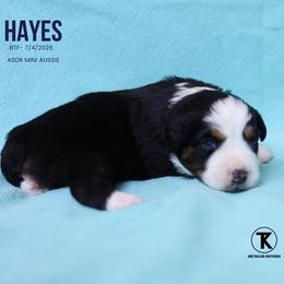 Hayes- Black Tri Female - Black tri female Miniature Australian Shepherd puppy in Nacogdoches, Texas from TK Standard, Mini, & Toy Aussies